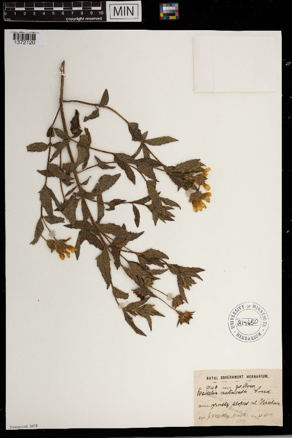 Aspilia natalensis image