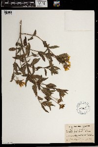 Aspilia natalensis image