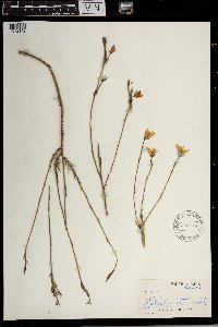 Image of Wahlenbergia annularis