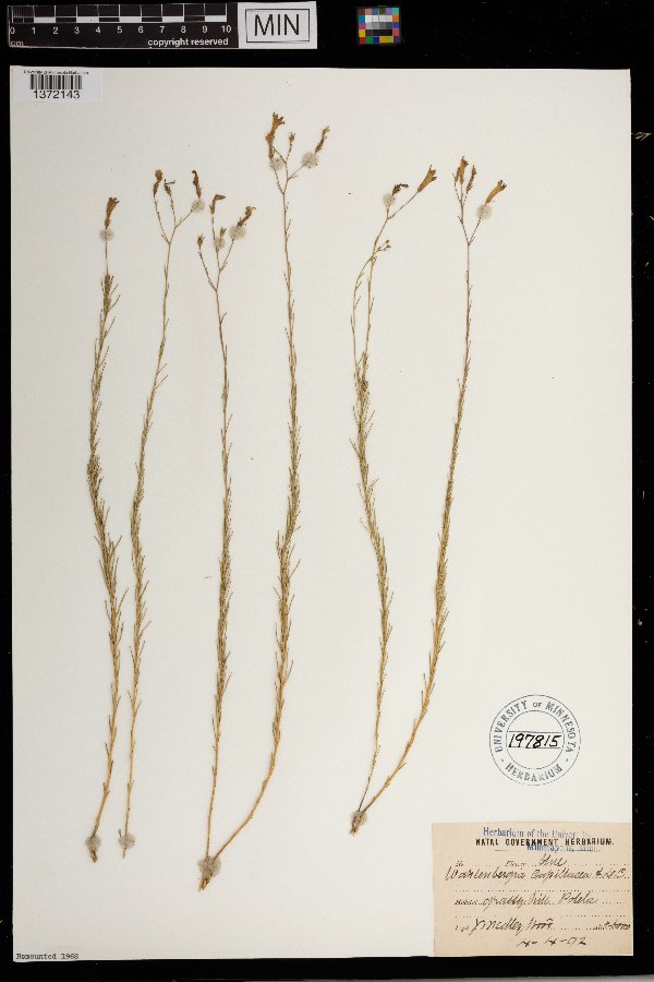 Wahlenbergia capillacea image
