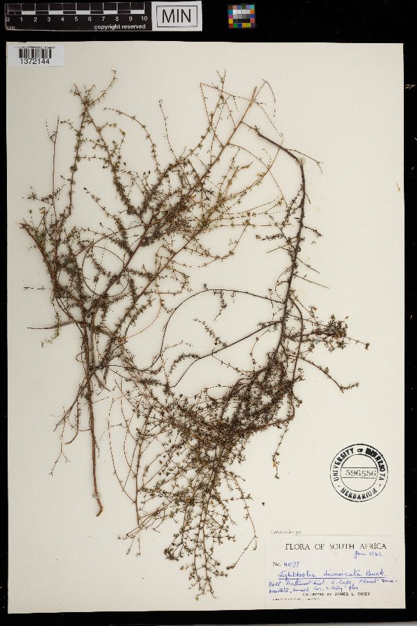 Wahlenbergia paniculata image
