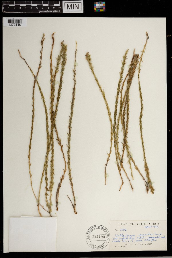 Wahlenbergia epacridea image