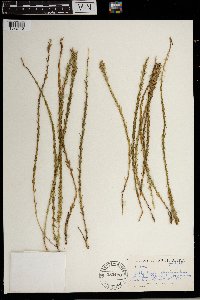 Image of Wahlenbergia epacridea