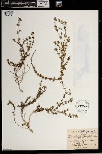 Wahlenbergia madagascariensis image