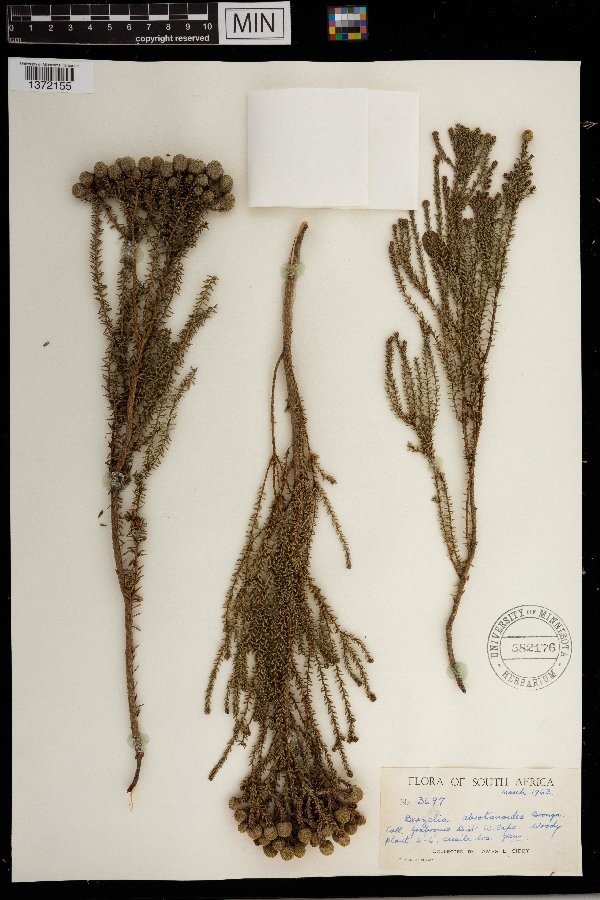 Berzelia abrotanoides image