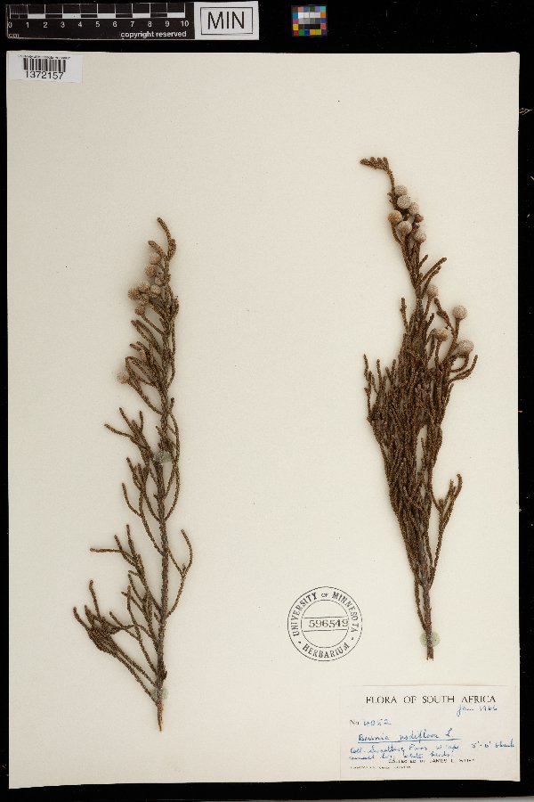 Brunia nodiflora image
