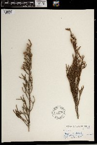 Brunia nodiflora image