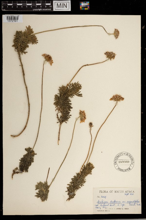 Scabiosa buekiana image