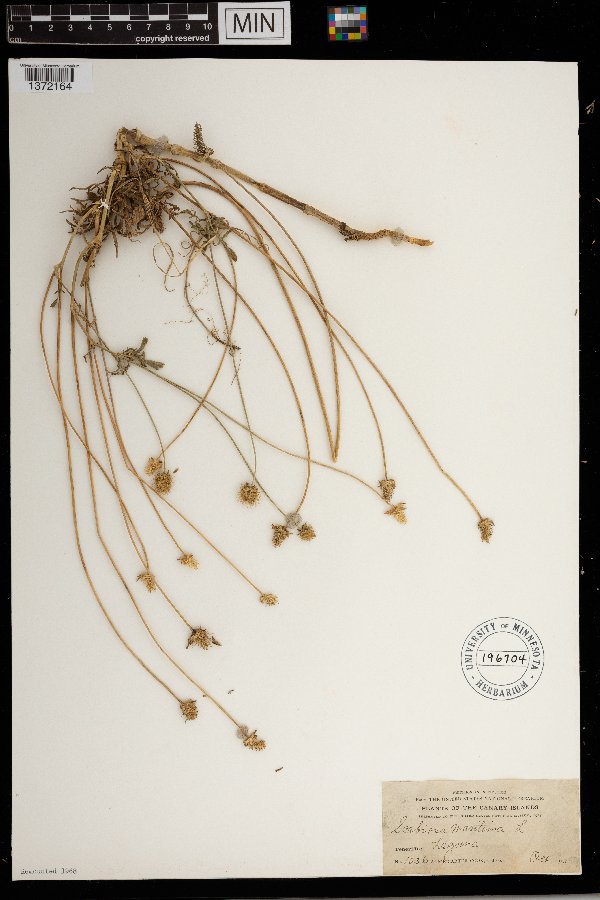 Scabiosa maritima image