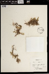 Image of Selaginella arizonica