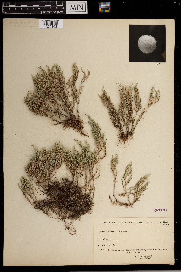 Selaginella bigelovii image