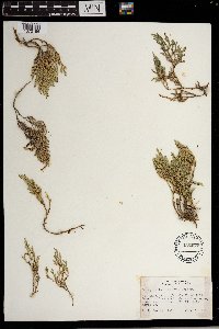 Selaginella bigelovii image