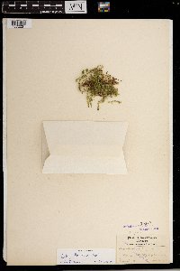 Selaginella eclipes image