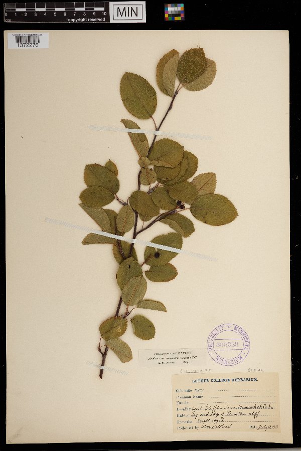 Amelanchier sanguinea image