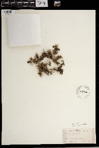 Selaginella standleyi image