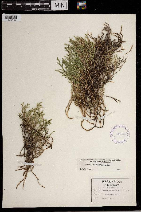 Selaginella tortipila image