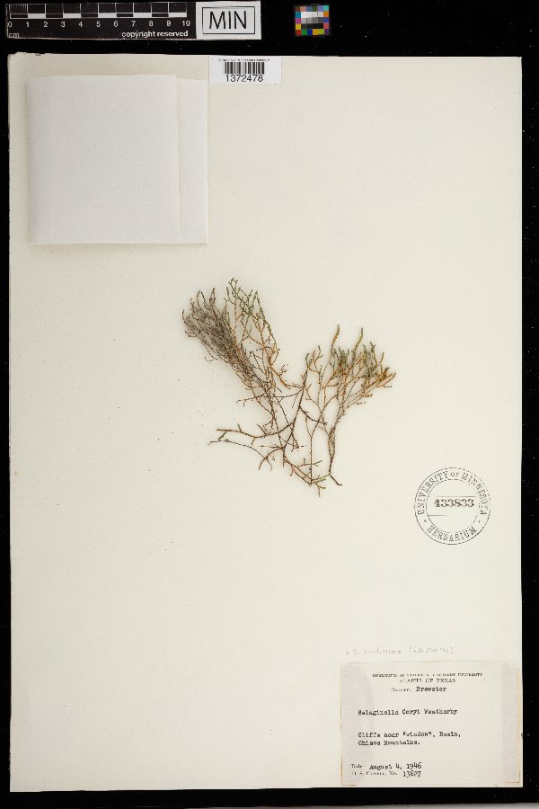 Selaginella viridissima image