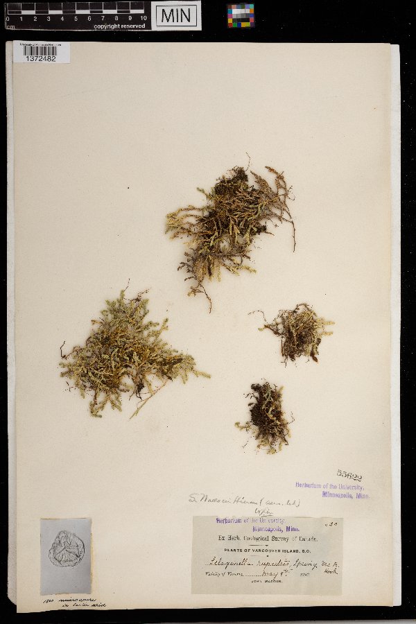 Selaginella wallacei image