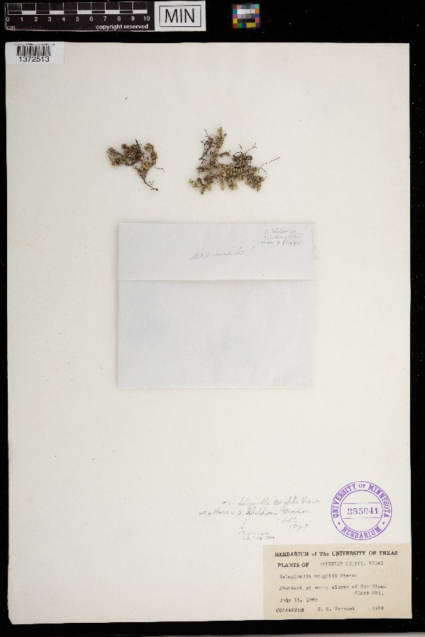 Selaginella wrightii image