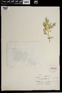Image of Selaginella bernoullii