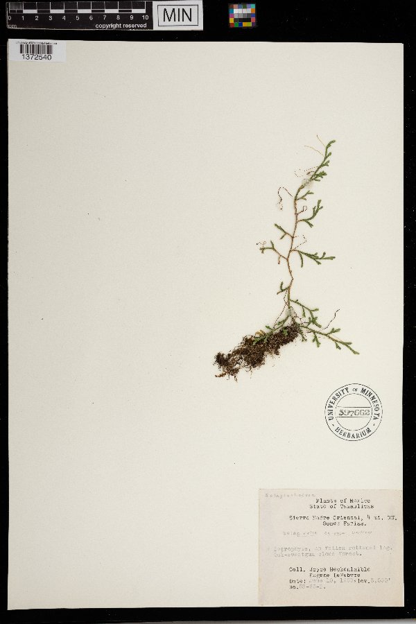 Selaginella extensa image