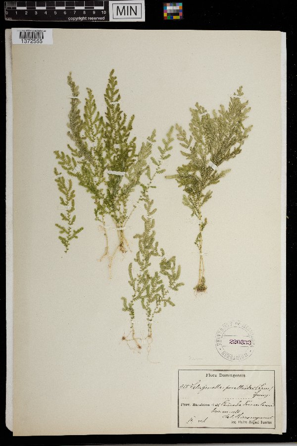 Selaginella porelloides image