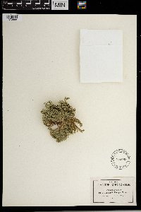 Selaginella pilifera image