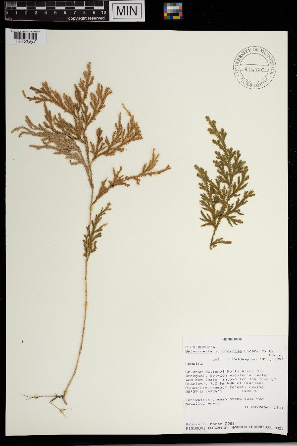 Selaginella pulcherrima image