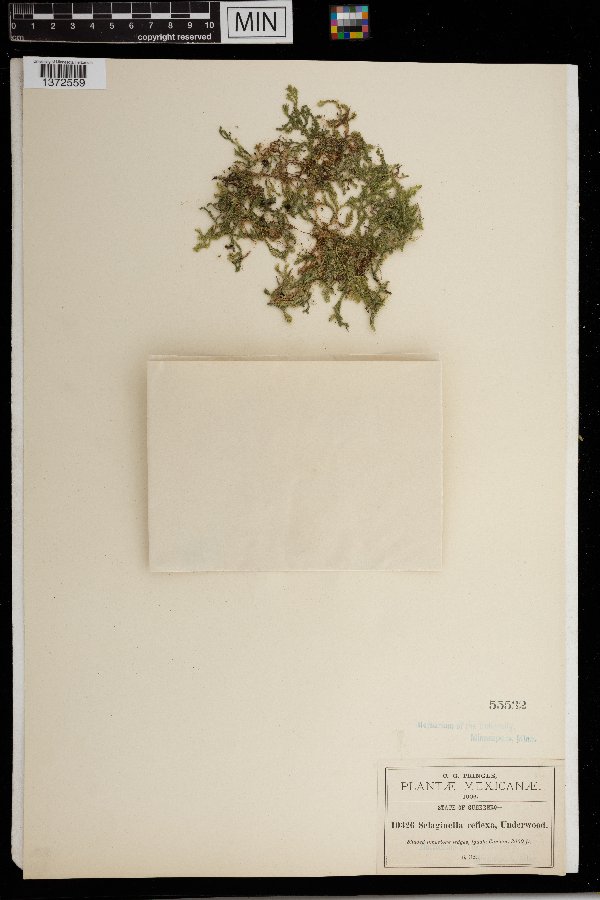 Selaginella reflexa image