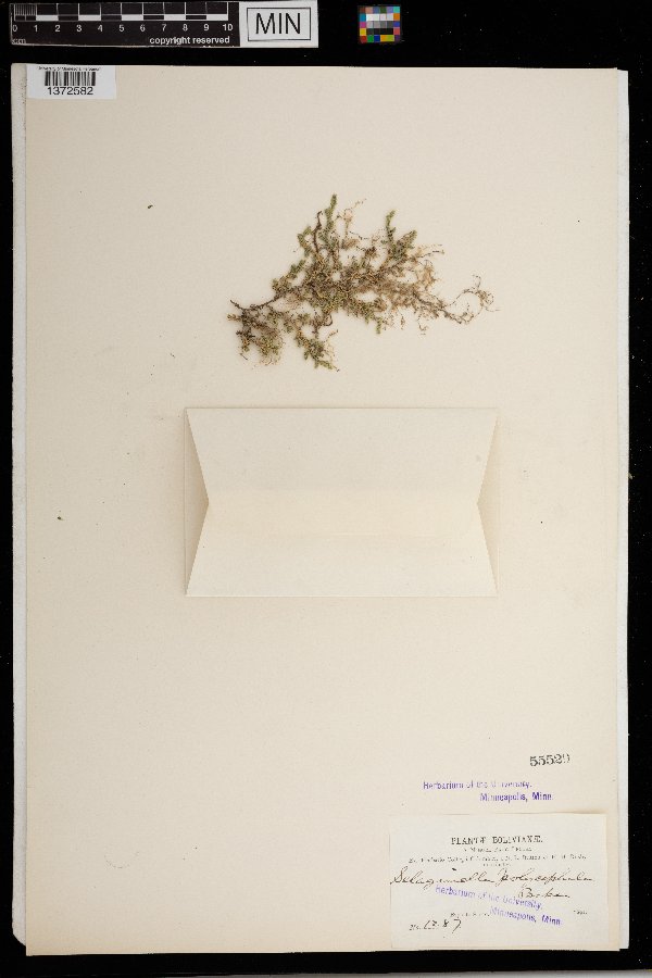 Selaginella diffusa image