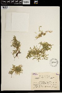 Selaginella helvetica image