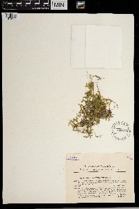 Selaginella helvetica image