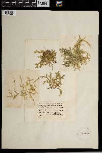 Selaginella helvetica image