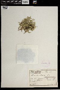 Selaginella helvetica image