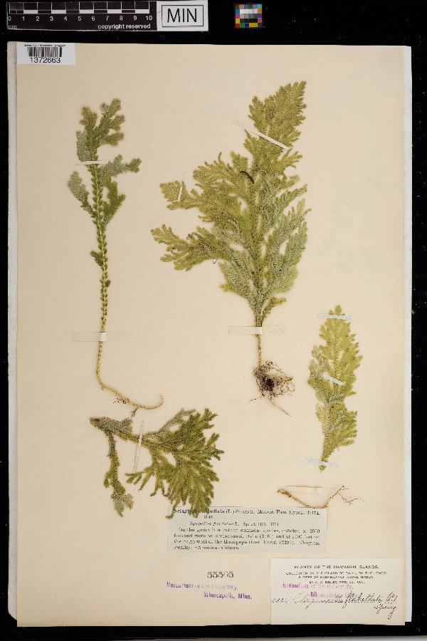 Selaginella flabellata image