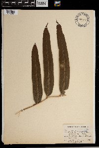 Stenochlaena tenuifolia image