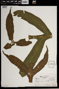 Tectaria decurrens image
