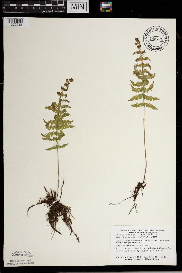 Thelypteris palustris image