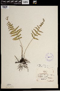 Thelypteris palustris image