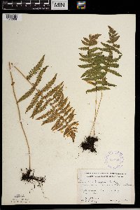 Thelypteris palustris image