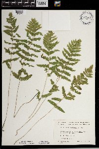 Thelypteris palustris var. pubescens image