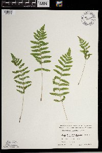 Thelypteris palustris image