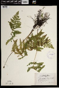 Thelypteris palustris var. pubescens image