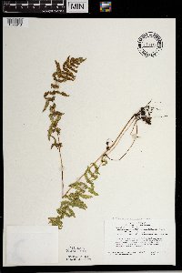 Thelypteris palustris image