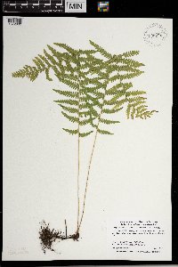 Thelypteris palustris var. pubescens image