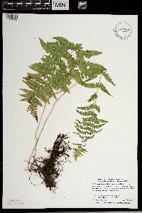 Thelypteris palustris var. pubescens image