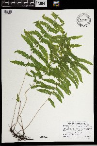 Thelypteris palustris image