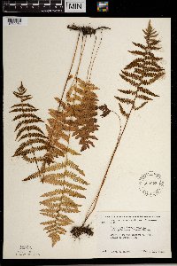 Thelypteris palustris var. pubescens image