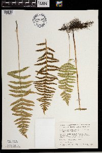 Thelypteris palustris image