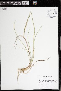 Triglochin maritima image